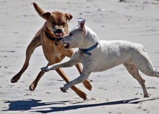 ataque perro indemnizacion trafic abogados