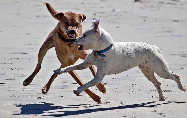 Nueva Ley Seguro Obligatorio de Responsabilidad Civil perros 