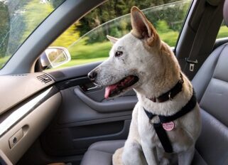 viajar mascotas coche trafic abogados