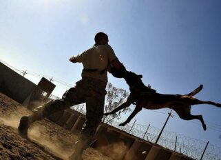 indemnizacion mordedura `de perro trafic abogados