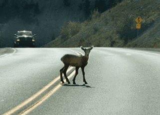 Choque con animales en la via Trafic Abogados